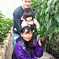 關西金勇番茄農場1051227-5.jpg