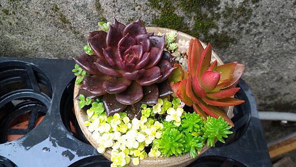 多肉組盆1060502-1.jpg 多肉組盆1060502-1.jpg