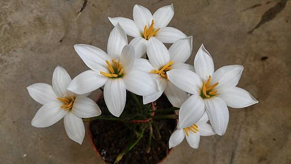 Zephyranthes candida %5CMajor%5C-大白蔥蘭-6.jpg