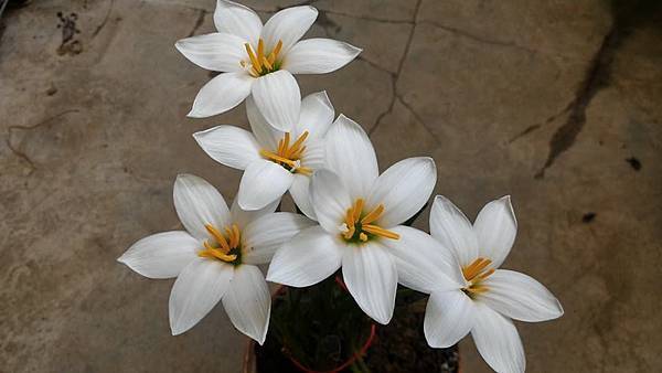 Zephyranthes candida %5CMajor%5C-大白蔥蘭-4.jpg