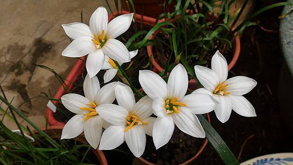 Zephyranthes candida %5CMajor%5C-大白蔥蘭-5.jpg