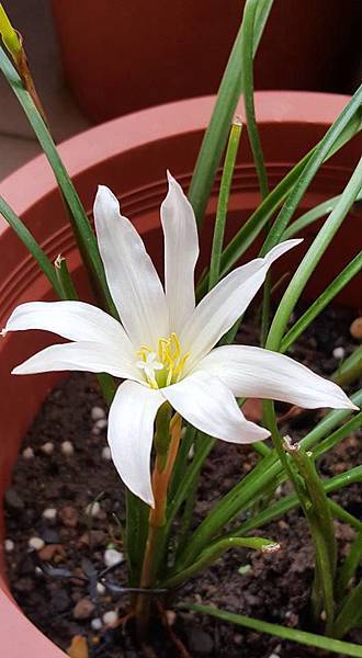 閃亮 Zephyranthes%5CTwinK`strain.jpg