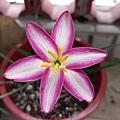 Zephyranthes. My Picotee 我的紅邊康乃馨-.jpg