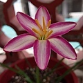 Zephyranthes. My Picotee 我的紅邊康乃馨-4.jpg