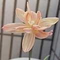 印尼15 Zephyranthes Apricot King／杏色國王-2.jpg