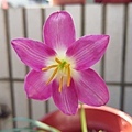 印尼36-Zephyranthes .Sweet Talk／甜言蜜語-1.jpg