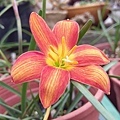 印尼48 Zephyranthes 'Dr.Tang Chiang Soo'-陳醫生-2.jpg