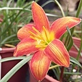 印尼48 Zephyranthes 'Dr.Tang Chiang Soo'-陳醫生-3.jpg