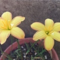 印尼49 Zephyranthes King's Ranson蘭森、國王的贖金-2.jpg