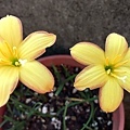 印尼49 Zephyranthes King's Ranson蘭森、國王的贖金.jpg