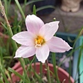 Habranthus tubispathus var. roseus小粉.jpg