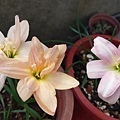 Zephyranthes 'Paradee'-帕拉蒂-22.jpg