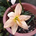 Zephyranthes 'Paradee'-帕拉蒂-20.jpg