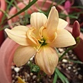 Zephyranthes 'Paradee'-帕拉蒂-17.jpg