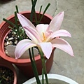 紅磨坊Zephyranthes 'Moulin Rouge紅.jpg