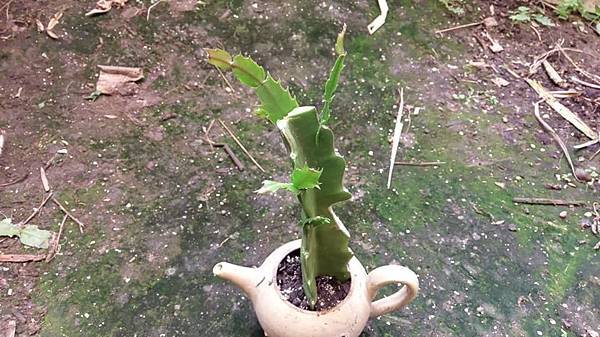 螃蟹蘭嫁接火龍果1071126-2.jpg 螃蟹蘭嫁接火龍果1071126-2.jpg