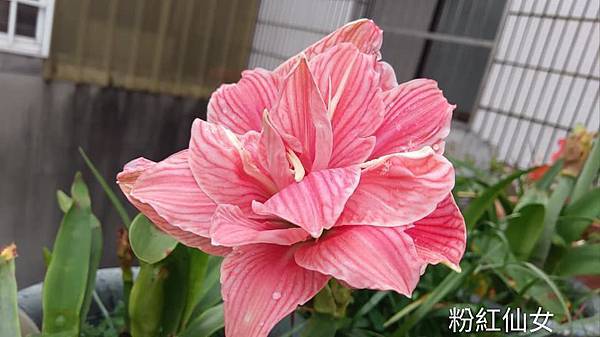 粉紅仙女-2.jpg
