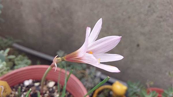 Habranthus versicolor-雲芝-4.jpg