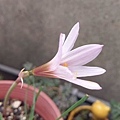 Habranthus versicolor-雲芝-4.jpg