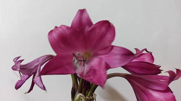 紫紅色香殊蘭~ Crinum Ellen Bosanquet- (6).jpg