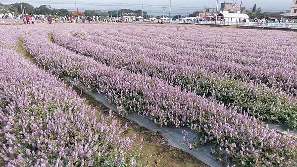 仙草花海-7.jpg