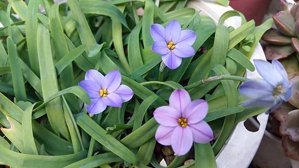 藍花韭 金菊的部落格 痞客邦