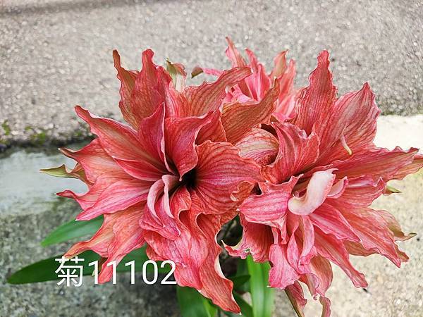 菊11102-菊仙子.jpg