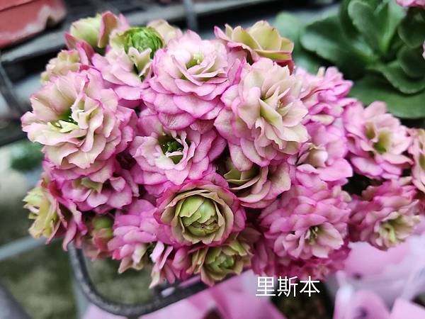 長壽花-里斯本.jpg