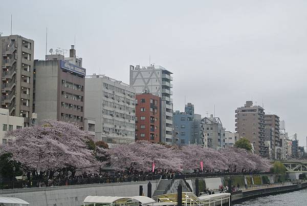 河畔櫻花近照.JPG