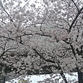 櫻花樹近照.JPG