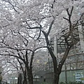 另一側的櫻花樹.JPG