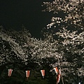 上野夜櫻2.JPG