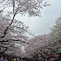 壯觀的櫻花樹.JPG