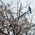 樹上的烏鴉2.JPG