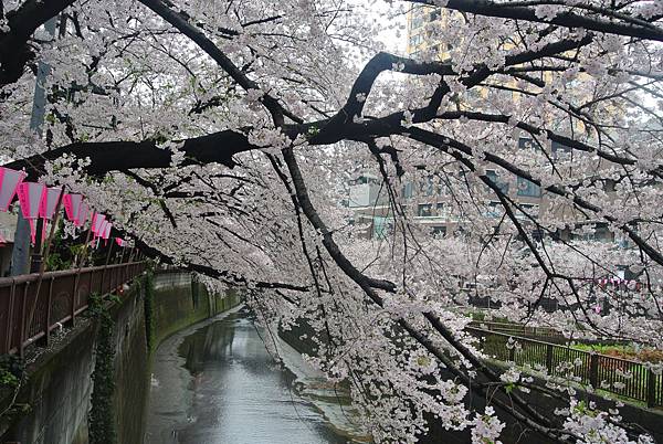 垂下的櫻花樹.JPG