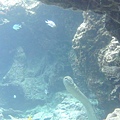 海鰻.JPG