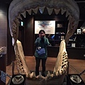 鯊魚牙齒.jpg