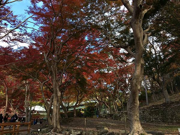 紅葉與藍天.JPG