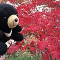 黑熊看楓葉.JPG