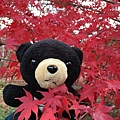 黑熊與楓葉.JPG
