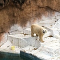 北極熊.jpg