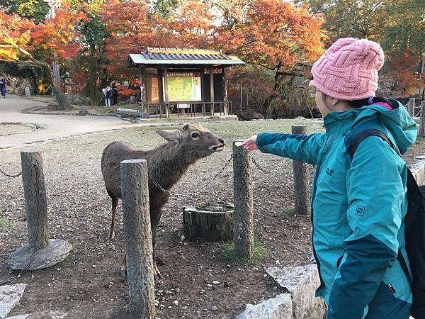 餵小鹿.JPG