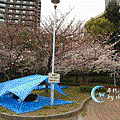 IMG_0035-櫻之宮公園內佔位的可憐菜鳥.gif