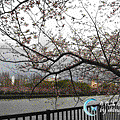 IMG_0067-櫻之宮公園河岸櫻花.gif