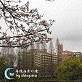 IMG_0077-櫻之宮公園景色.gif