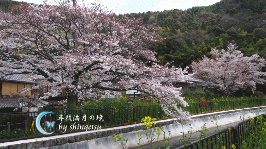 IMG_0279-山科疏水(廣角).gif