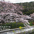 IMG_0279-山科疏水(廣角).gif