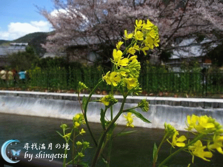 IMG_0285-山科疏水-油菜花.gif