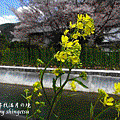 IMG_0285-山科疏水-油菜花.gif