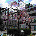 IMG_0268-山科站前的櫻花.gif